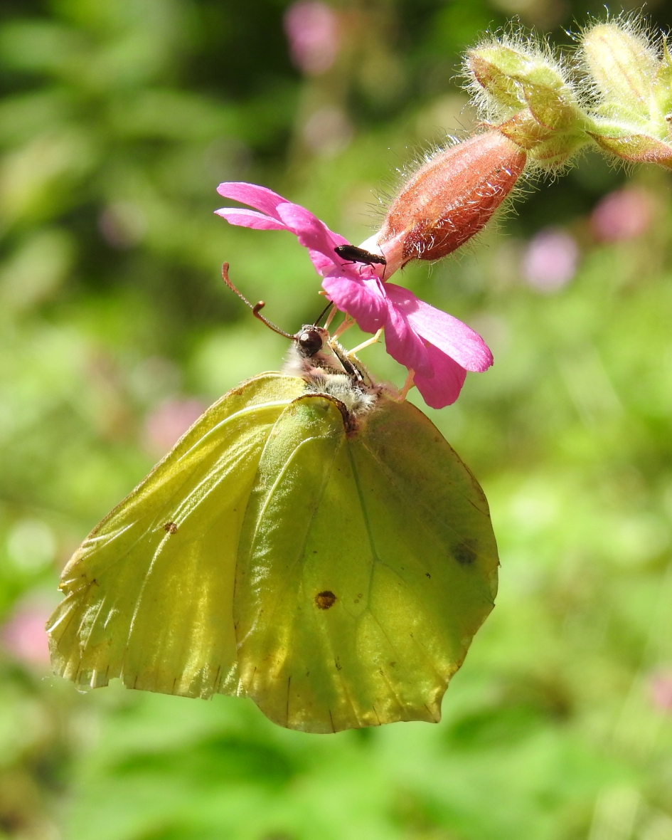 Citroentje - Geleedpotigen - Citroenvlinder
