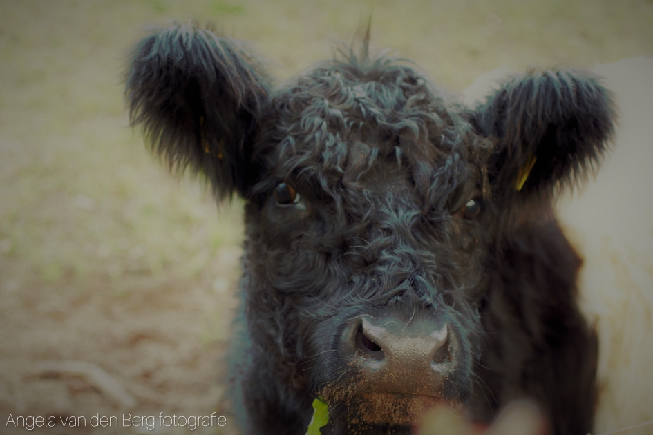 Cuty - Weer en landschap - 