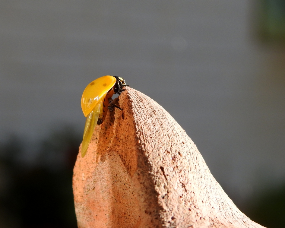 Daar komen de stippen - Geleedpotigen - Zevenstippelig lieveheersbeestje