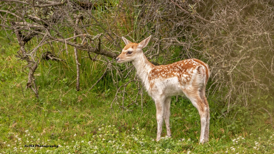 Damhertkalfje. - Zoogdieren - Damhertkalfje.
