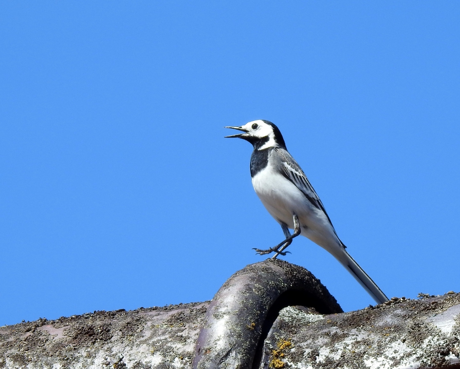 Dansen op het dak - Vogels - Witte kwikstaart