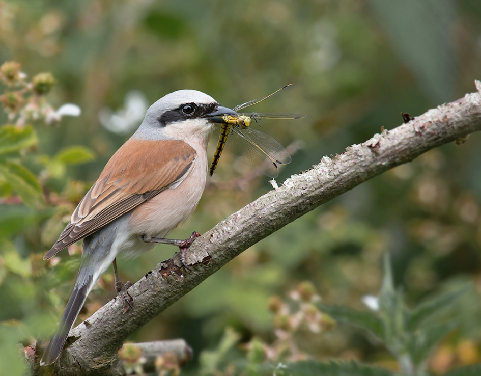 De een zijn dood is de ander zijn brood - Vogels - Grauwe klauwier