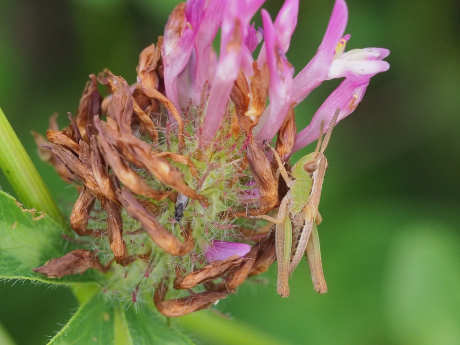 De klaver bloeit - Geleedpotigen - Krasser