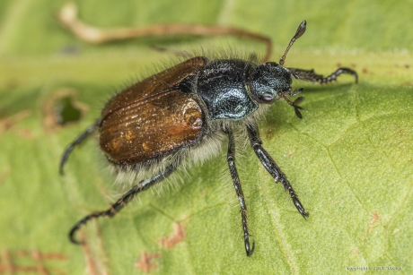 De rozenkever, Johanneskever of tuinkever.