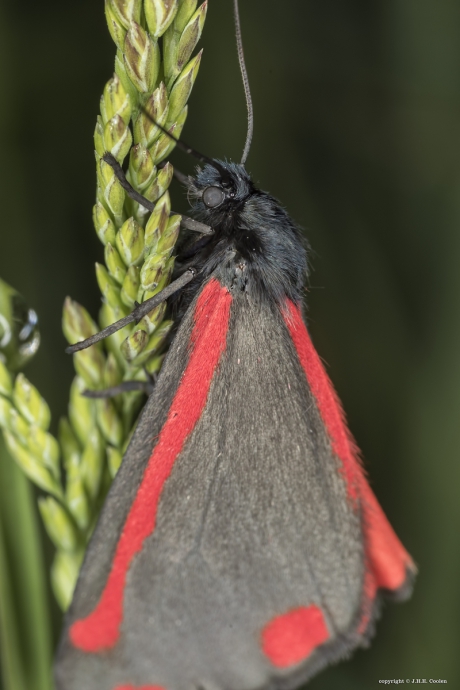 De sint-jacobsvlinder (Tyria jacobaeae)