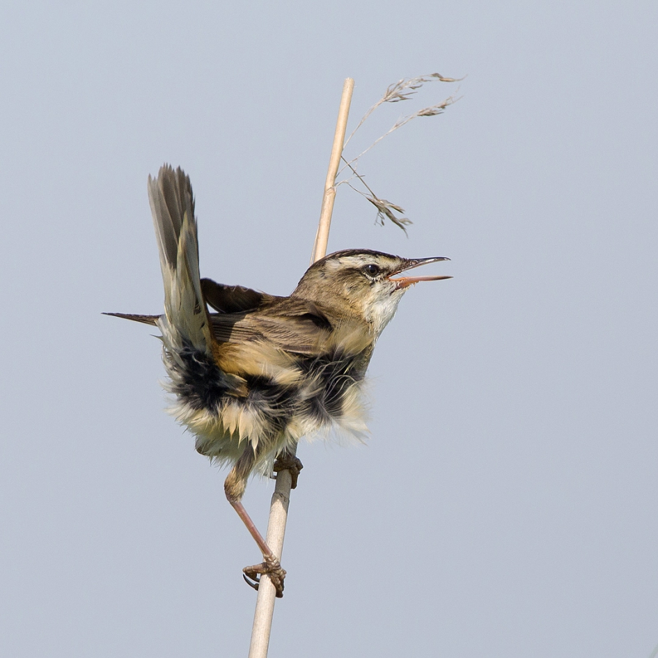 De zanger in het riet II - Vogels - Rietzanger