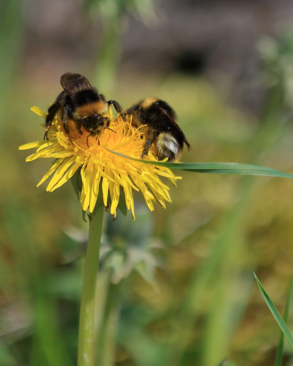 diner voor twee - Geleedpotigen - grote koekoekshommels