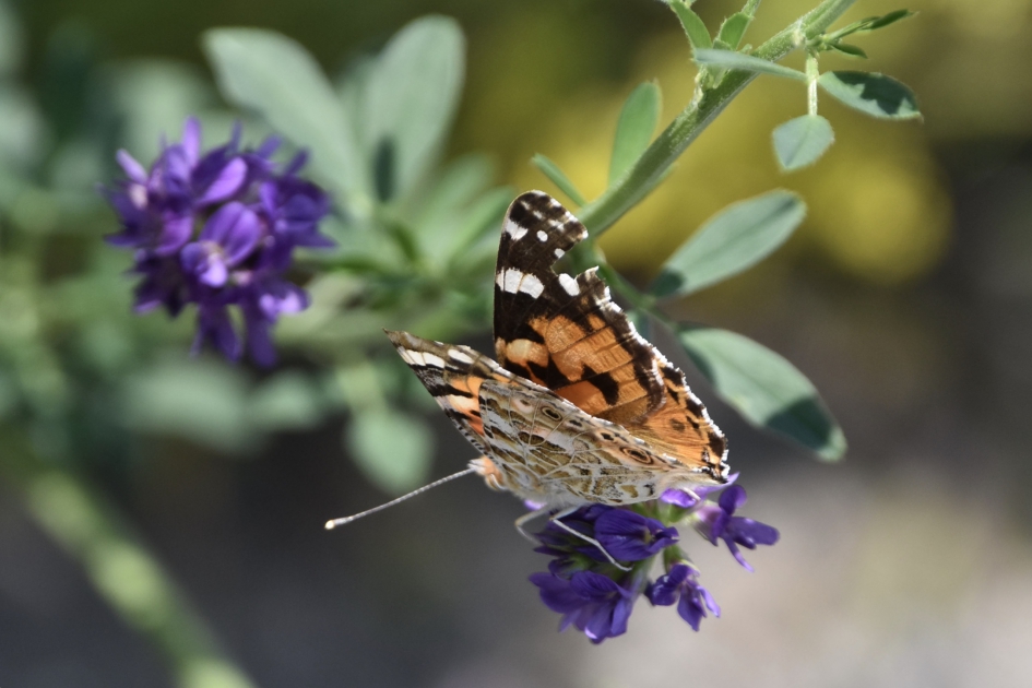 Distelvlinder - Geleedpotigen - 