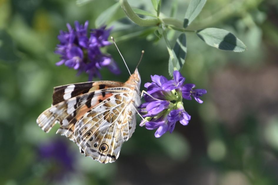 Distelvlinder - Geleedpotigen - 