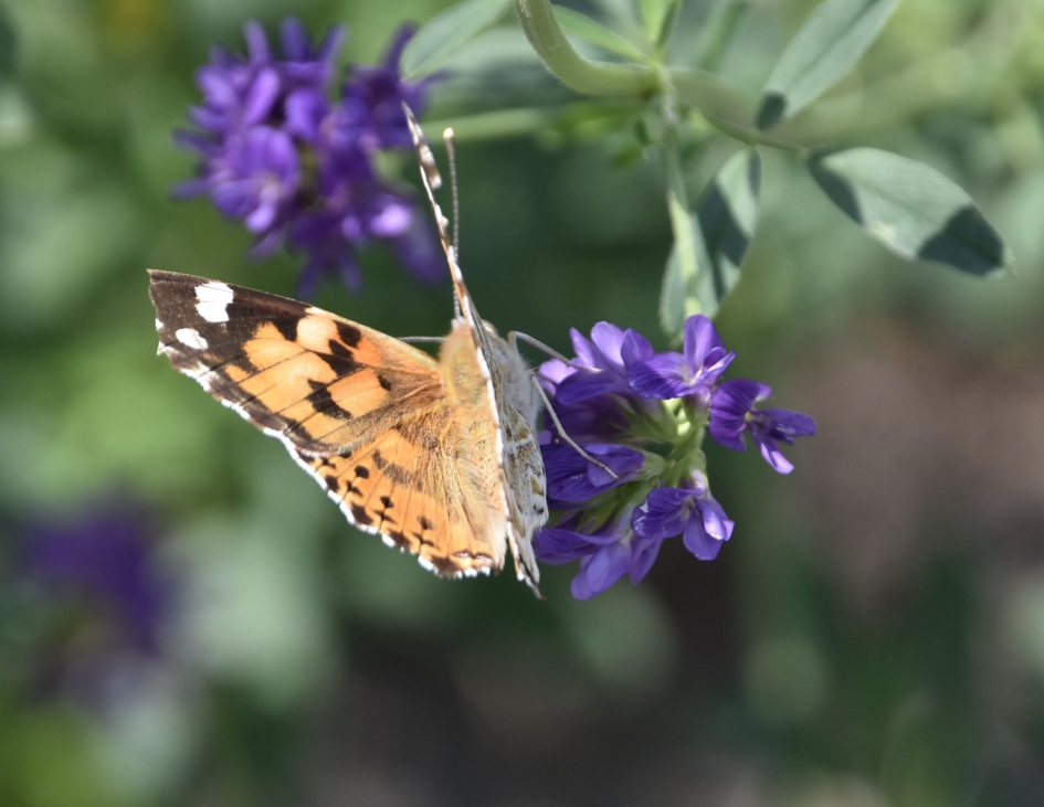Distelvlinder - Geleedpotigen - 