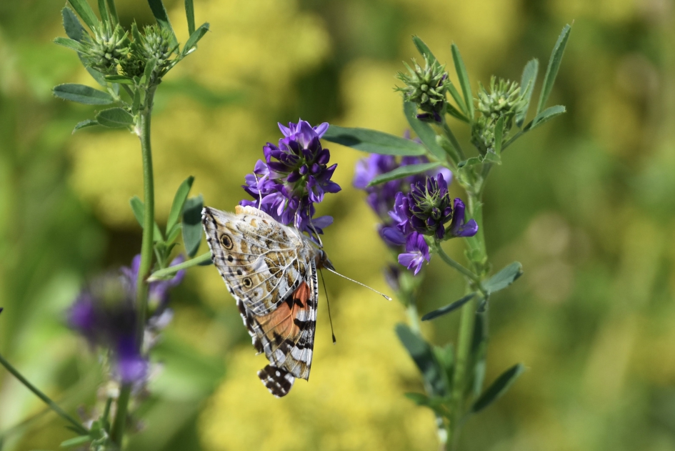 Distelvlinder op wikke - Geleedpotigen - 