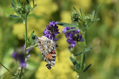 Distelvlinder op wikke