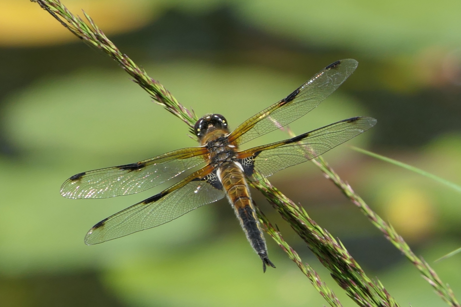 Doorkijkje. - Geleedpotigen - Libelle