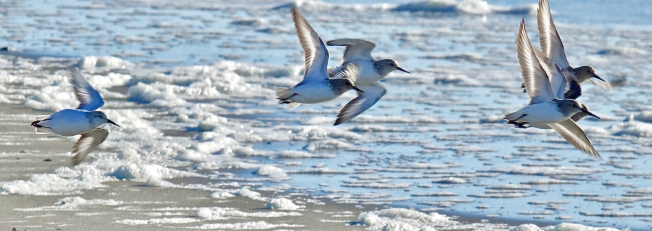 Drieteen dynamiek - Vogels - Drieteenstrandloper