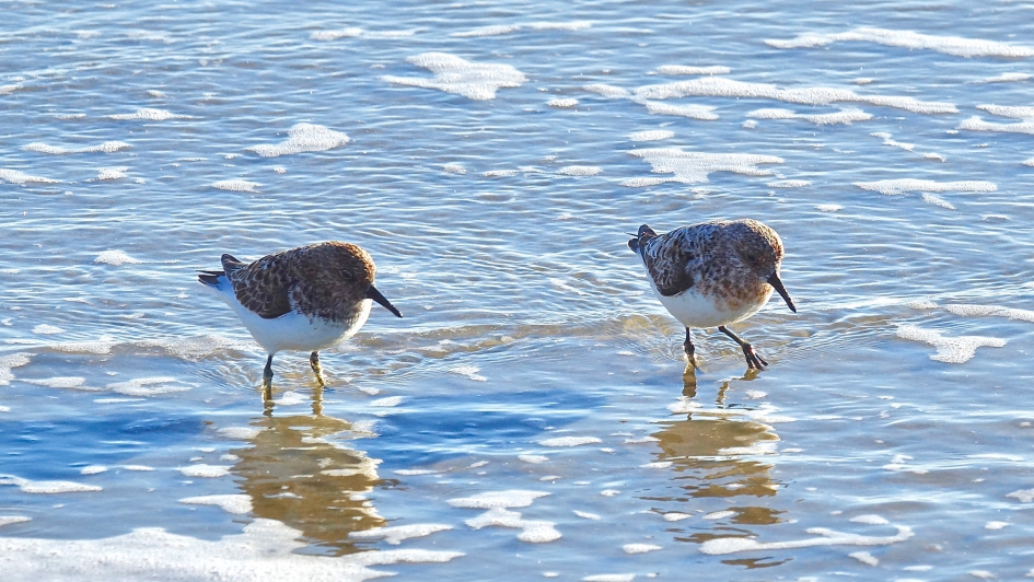 Drietenen - Vogels - Drieteenstrandloper