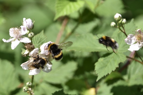Druk op de bramenstruiken