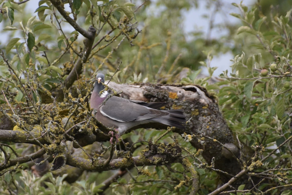Duif op zoek naar takjes ... - Vogels - 