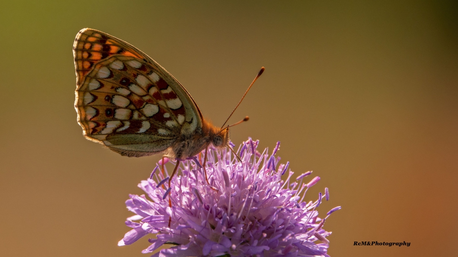 Duinparelmoervlinder. - Geleedpotigen - Duinparelmoervlinder.