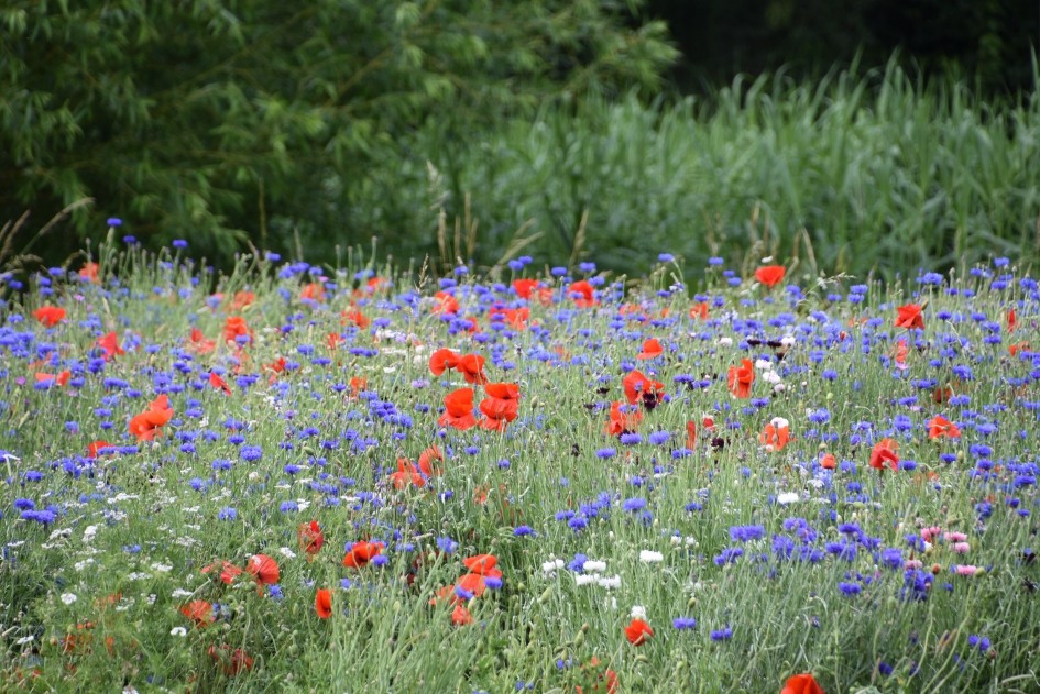 Een eldorado.. - Planten - 