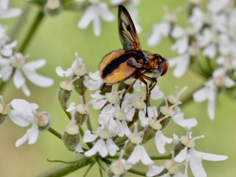 Een soort sluipvlieg