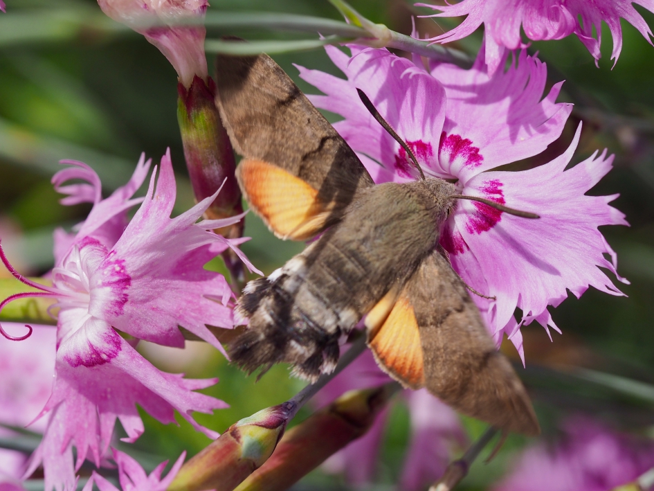 Een toefje oranje - Geleedpotigen - Kolibrivlinder