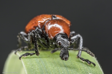 Eikenbladroller (Attelabus nintens)