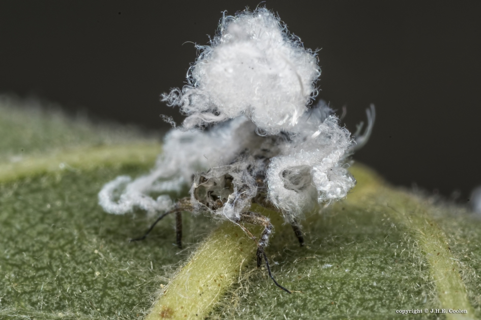 Elzenbladvlo (Psylla alni) 1 - Geleedpotigen - Elzenbladvlo