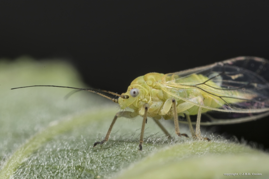 Elzenbladvlo (Psylla alni) 2 - Geleedpotigen - Elzenbladvlo