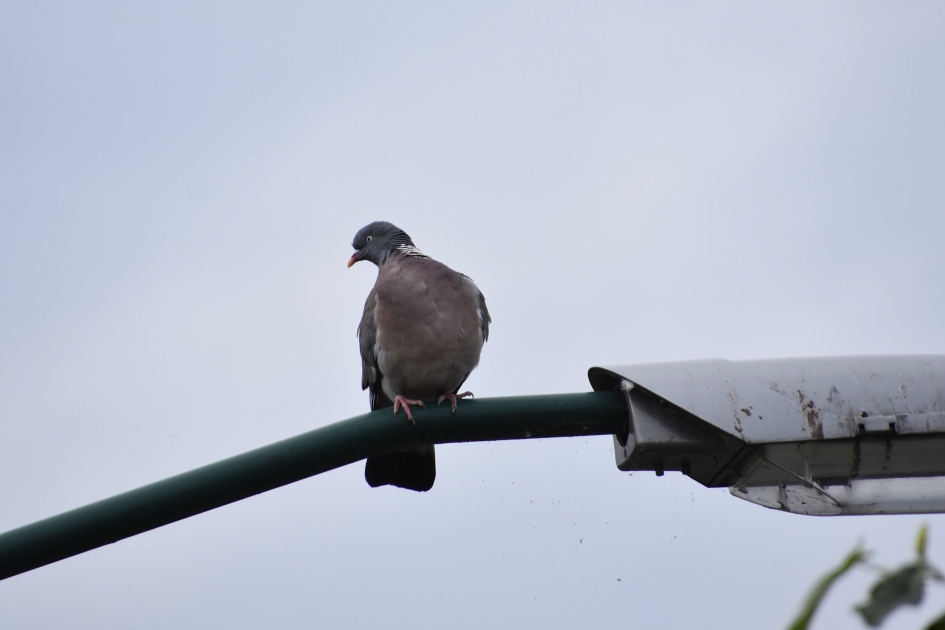 En begint weer opnieuw - Vogels - 