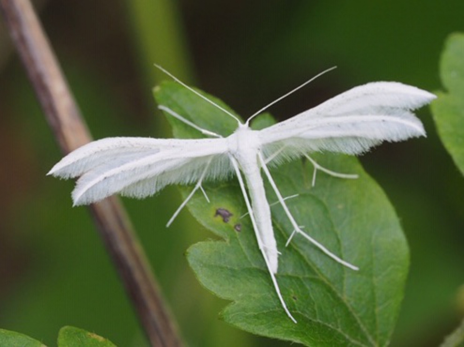 Engelachtig - Geleedpotigen - Sneeuwwitte vedermot