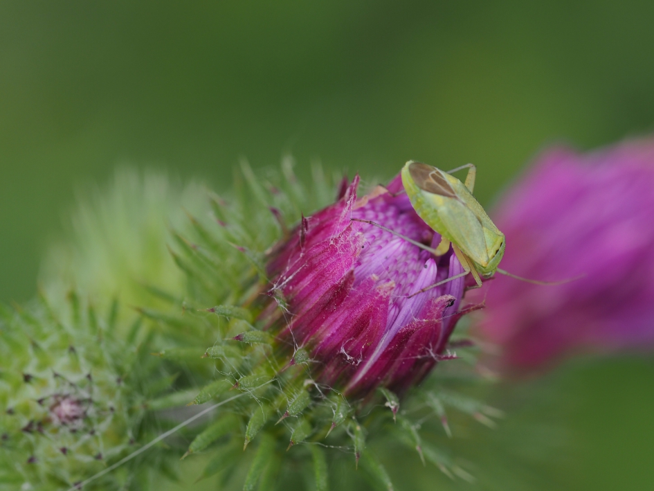Erg groen - Geleedpotigen - Groene prachtblindwants