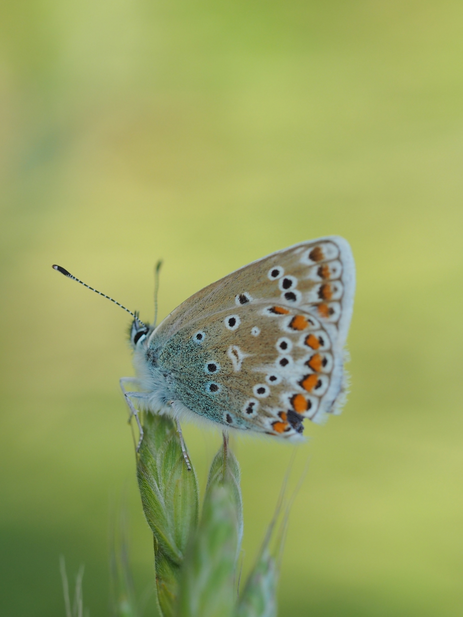 Even rust - Geleedpotigen - Icarusblauwtje,  vrouwtje