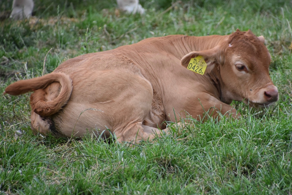 Even rust - Zoogdieren - 