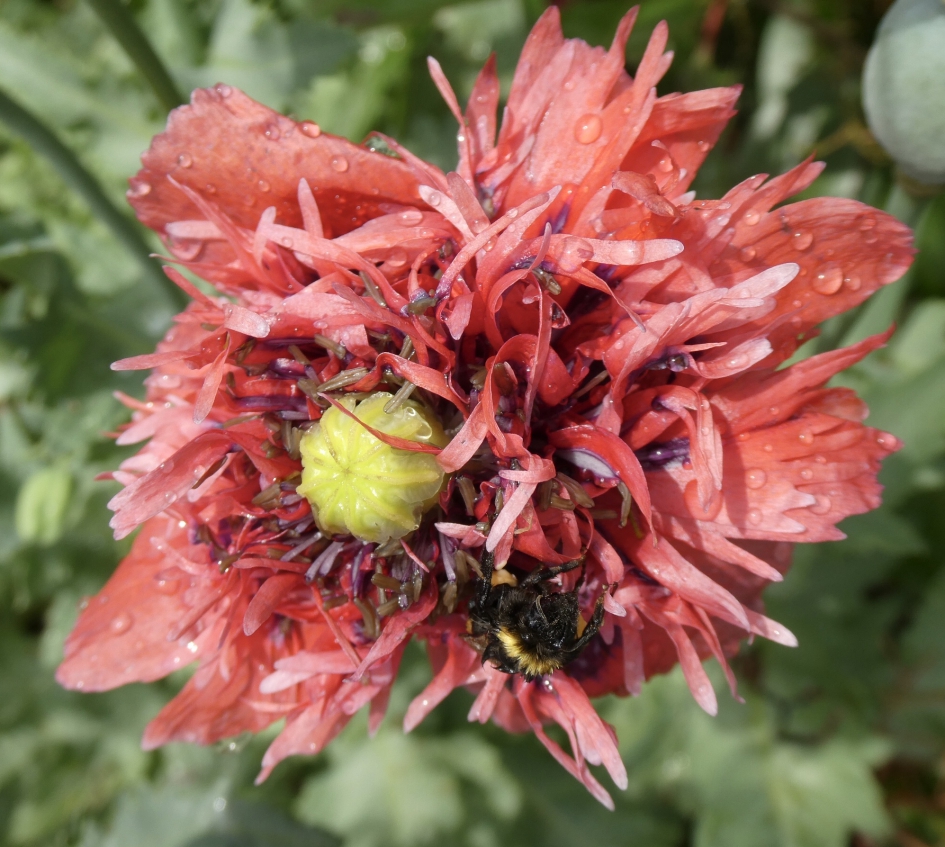 Even schuilen na een regenbui - Geleedpotigen - 