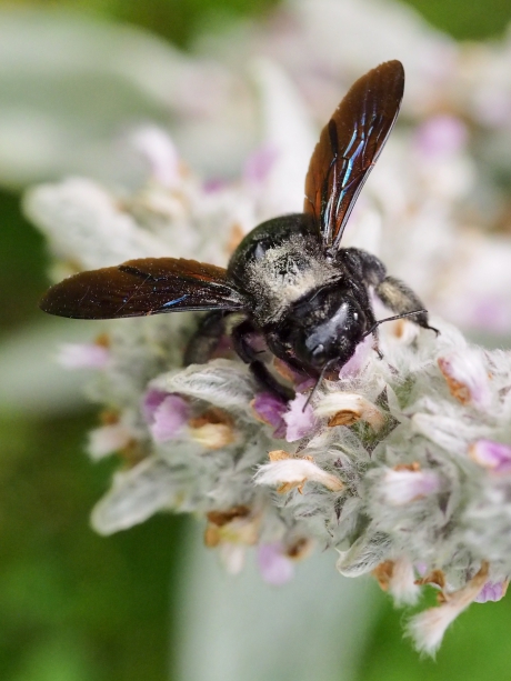 Fascinerende blauwzwarte houtbij