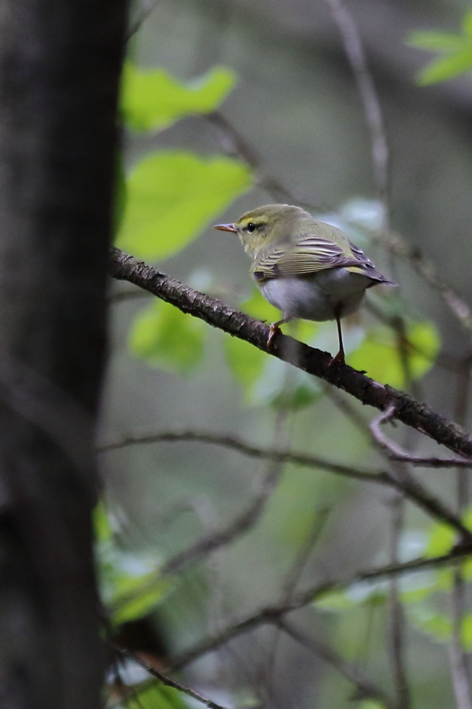 fluiter - Vogels - fluiter
