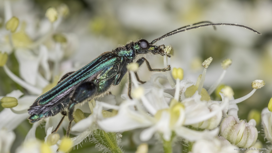 Fraaie schijnboktor (Oedemera nobilis) - Geleedpotigen - Fraaie schijnboktor