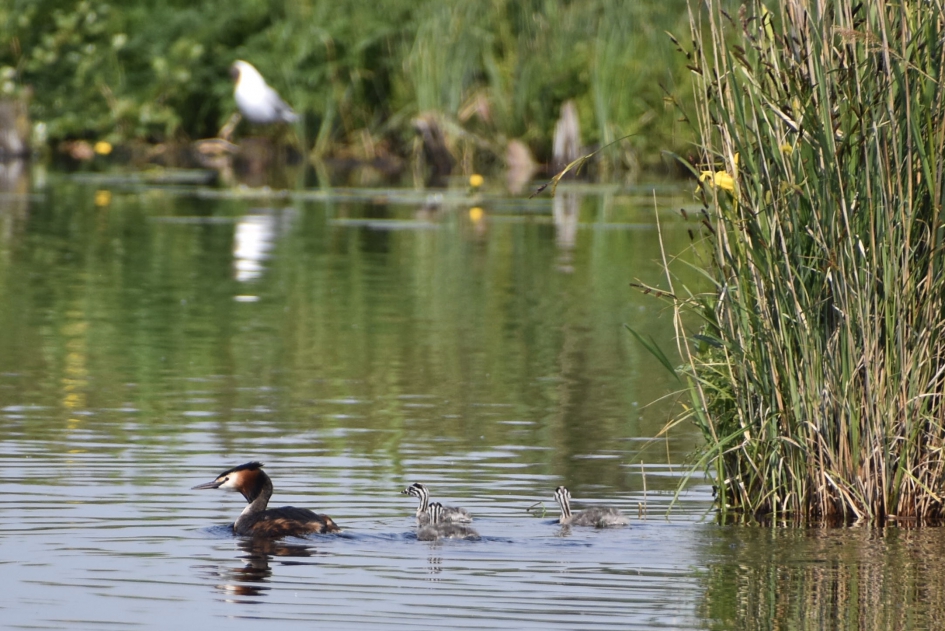 Fuut met jonkies - Vogels - 