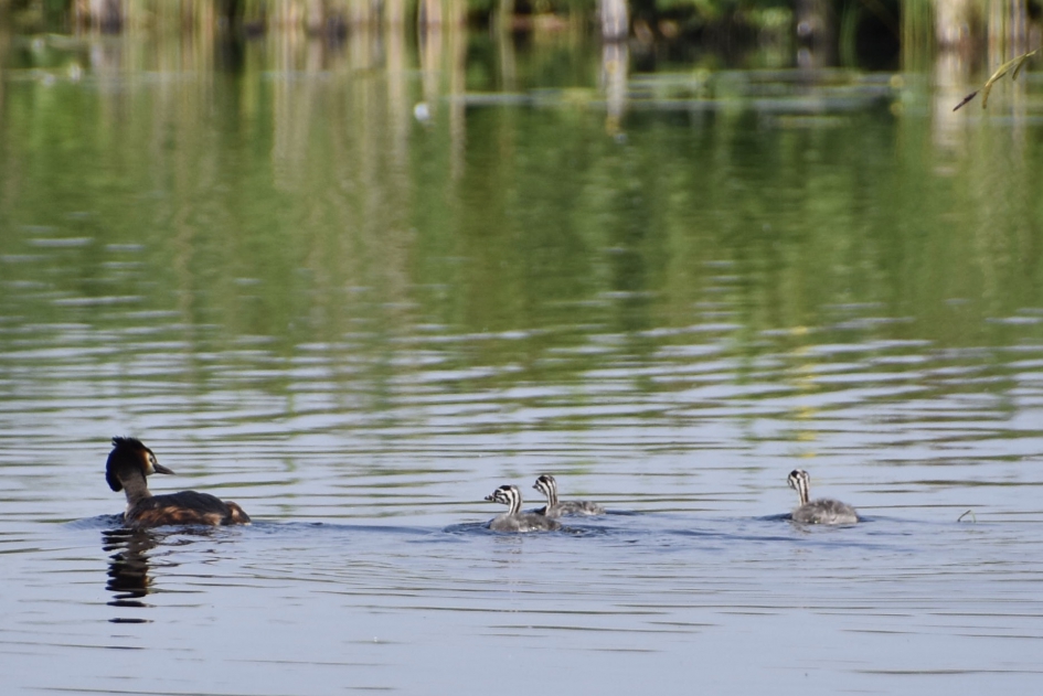 Fuut met jonkies - Vogels - 