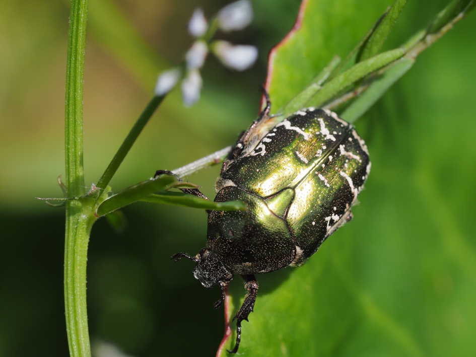 Gedeukt - Geleedpotigen - Gedeukte gouden tor