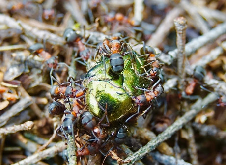 Gedeukte Gouden Tor in het nest van de Rode Bosmier