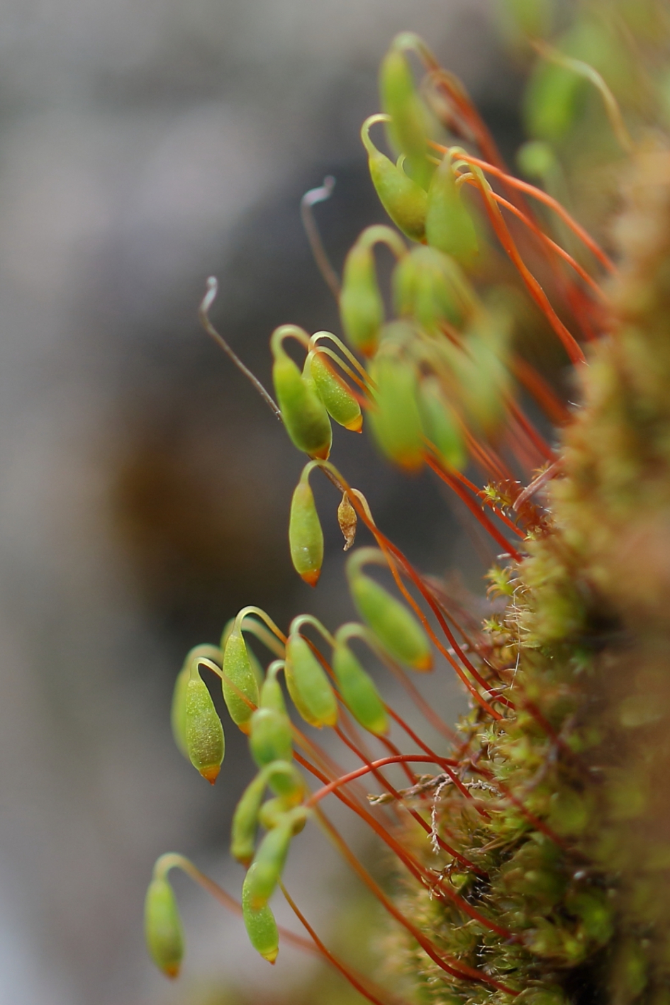 gedraaid knikmos - Planten - gedraaid knikmos