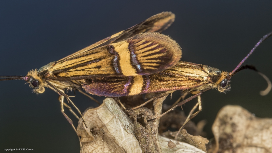Geelband langsprietmot (Nemophora degeerella) - Geleedpotigen - Geelband langsprietmot