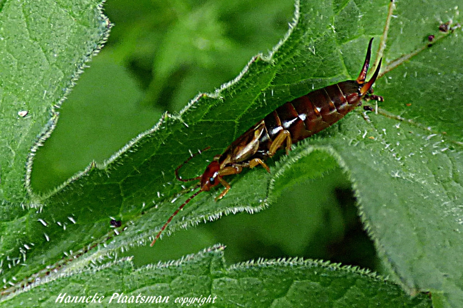 Geen oor voorhande, dus kruip ik hier maar in - Geleedpotigen - Gewone oorworm