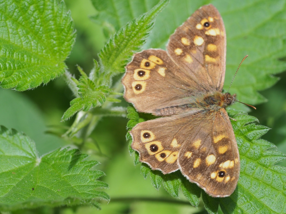 Geopend - Geleedpotigen - Bont zandoogje