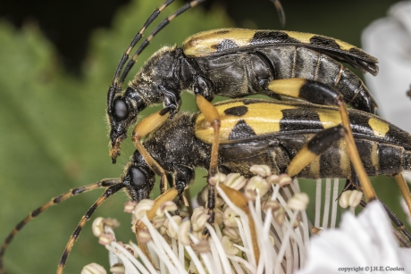 Geringelde smalboktor (Rutpela maculata)