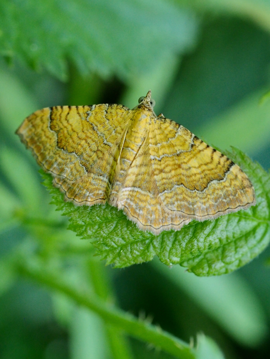 Gestreept of gegolfd!? - Geleedpotigen - Gestreepte goudspanner