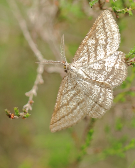 gestreepte bremspanner