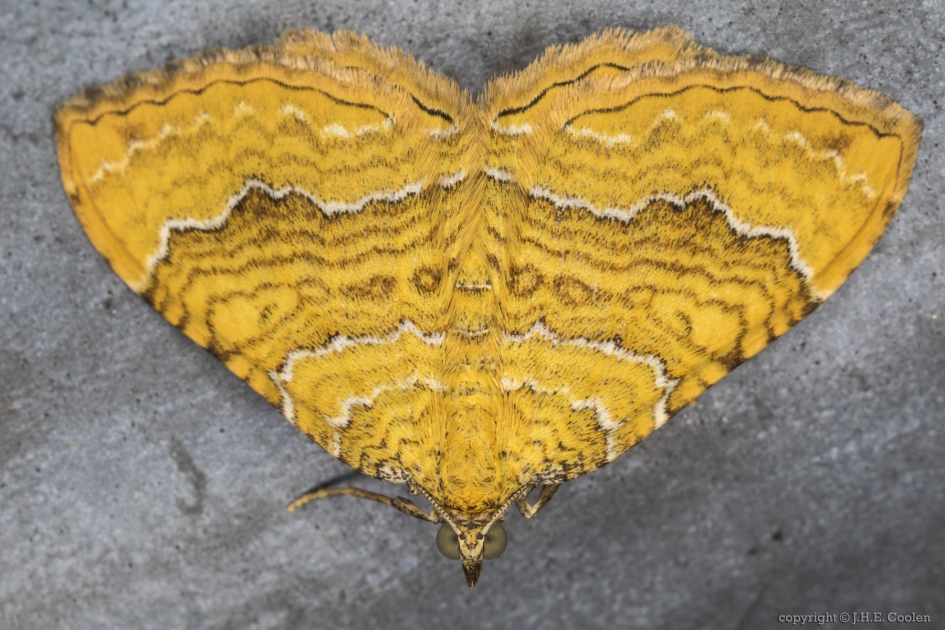 Gestreepte goudspanner(Camptogramma bilineata) - Geleedpotigen - Gestreepte goudspanner