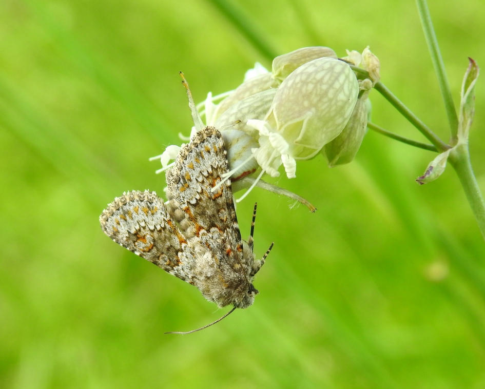 Gevangen borduurwerkje - Geleedpotigen - Kompassla-uil